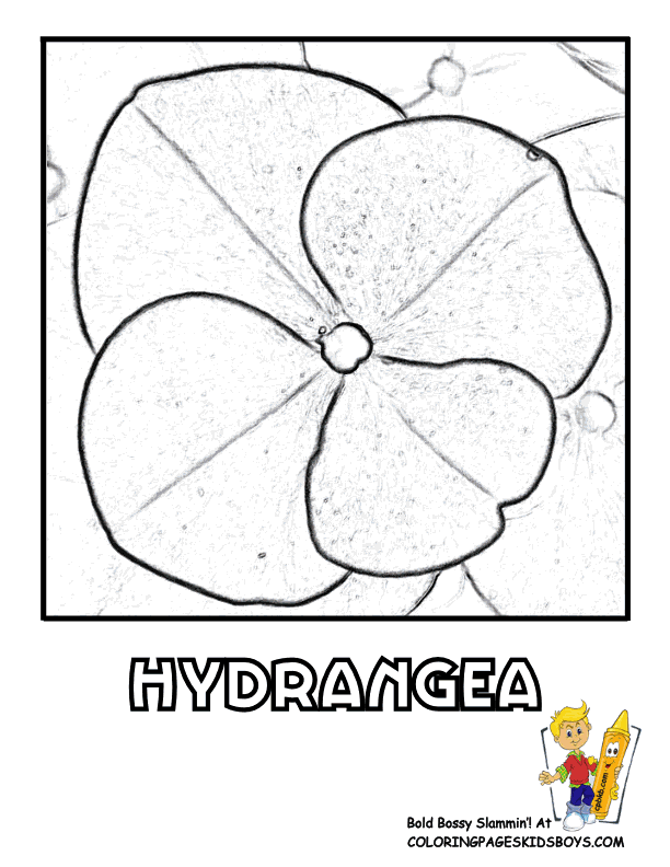 Hydrangea coloring #11, Download drawings