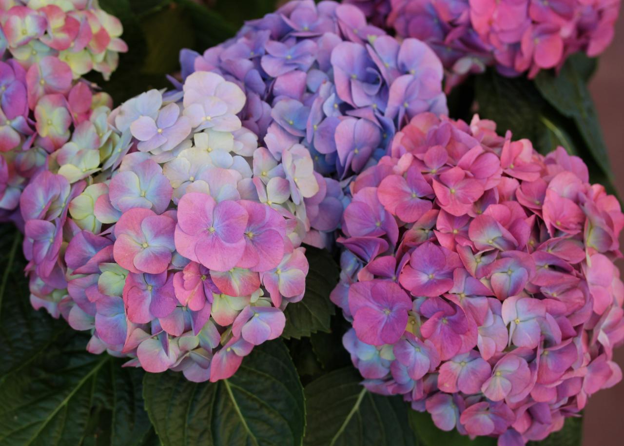 Hydrangea coloring #10, Download drawings