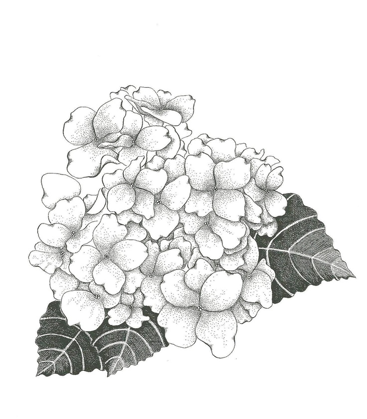 Hydrangea coloring #7, Download drawings