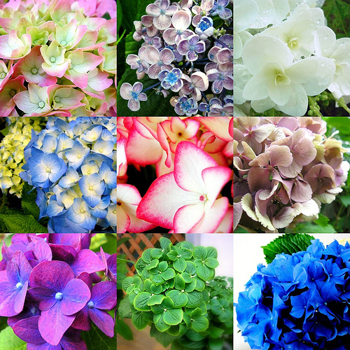 Hydrangea coloring #1, Download drawings