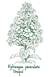 Hydrangea coloring #8, Download drawings