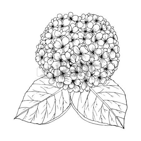 Hydrangea coloring #4, Download drawings