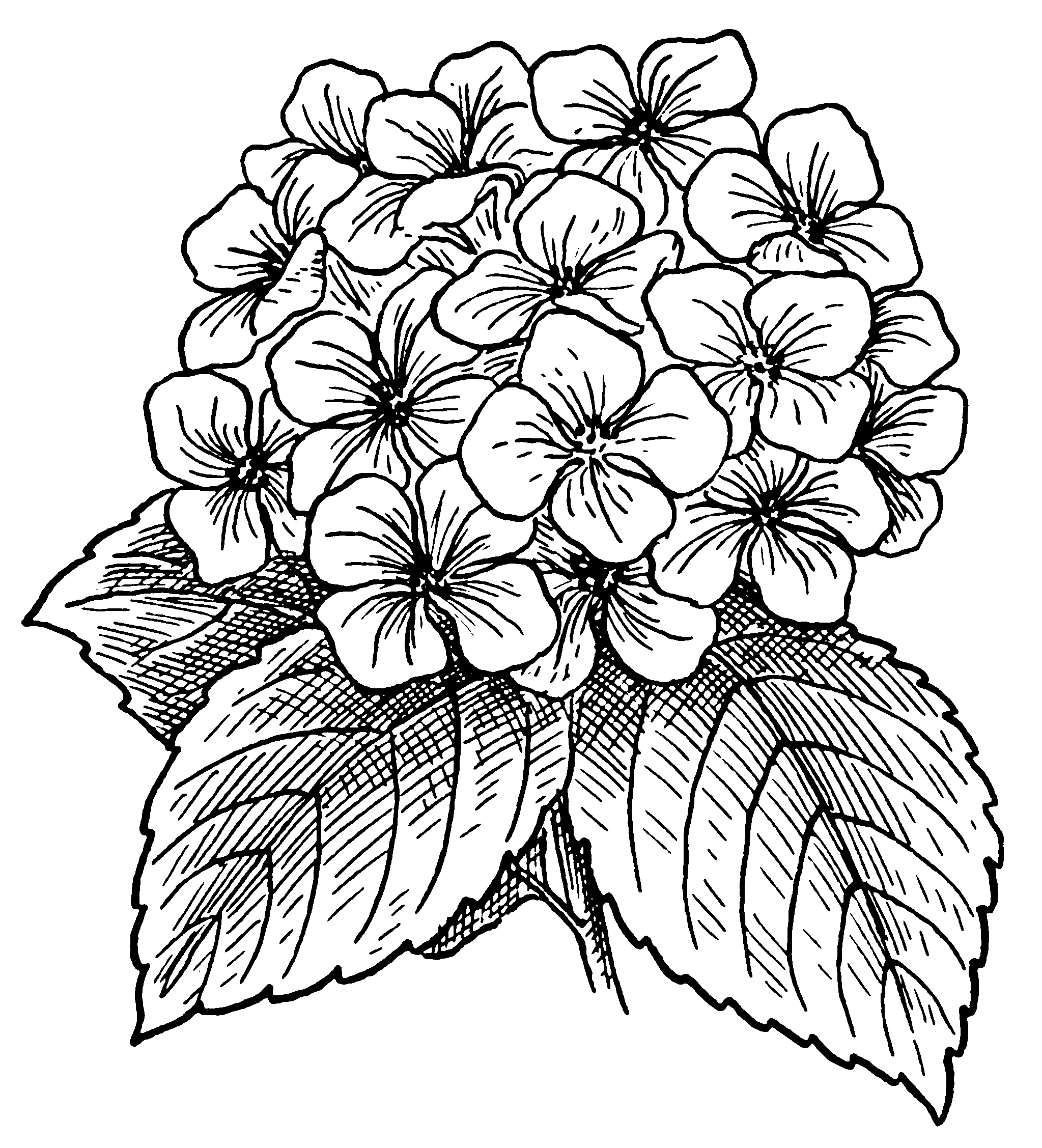 Hydrangea coloring #18, Download drawings