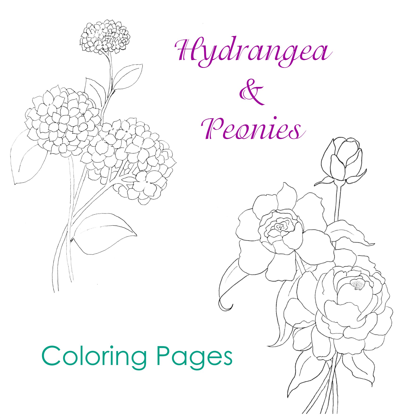 Hydrangea coloring #14, Download drawings