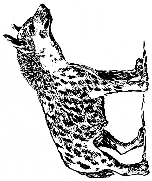 Hyena coloring #7, Download drawings