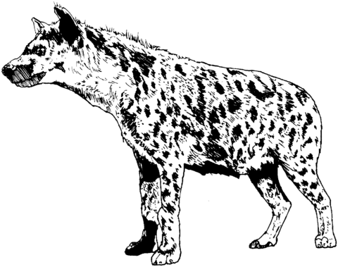 Hyena coloring #5, Download drawings