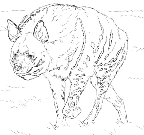 Hyena coloring #1, Download drawings