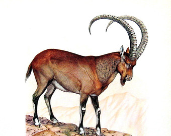Ibex clipart #10, Download drawings