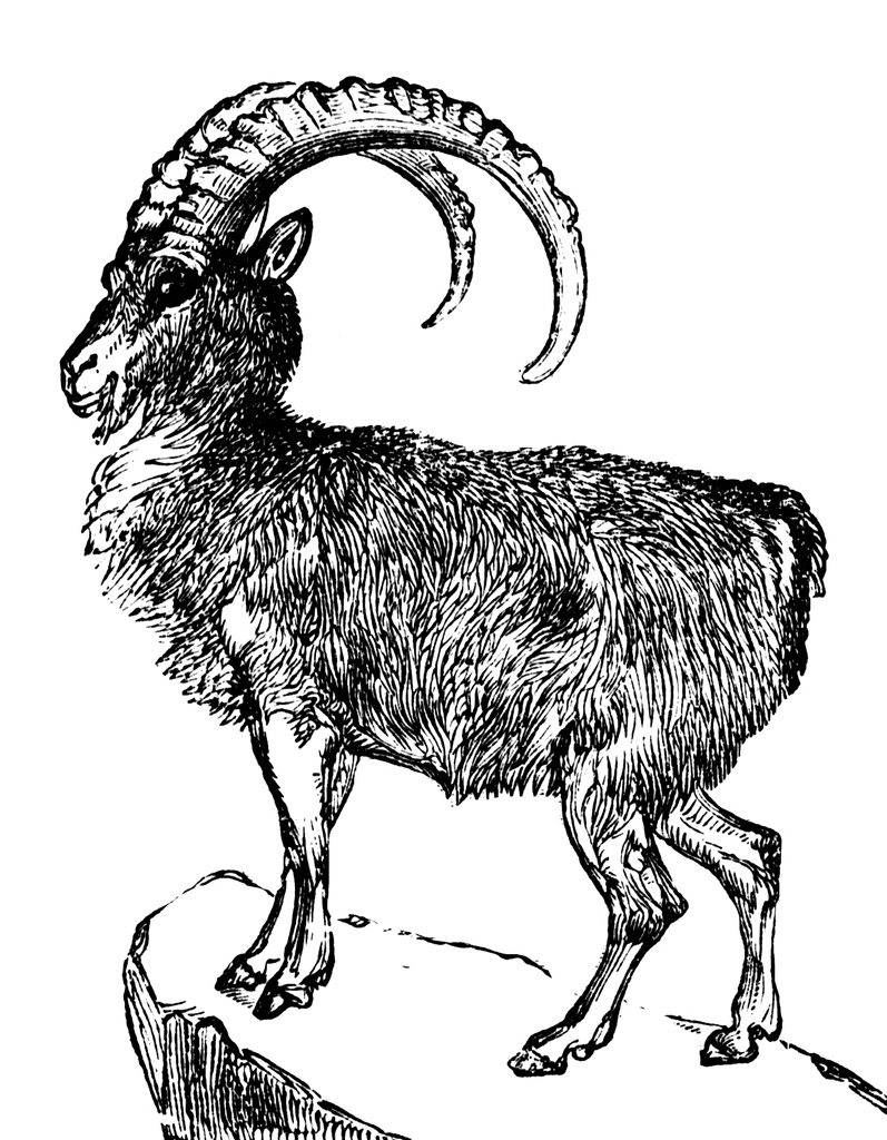 Ibex clipart #14, Download drawings