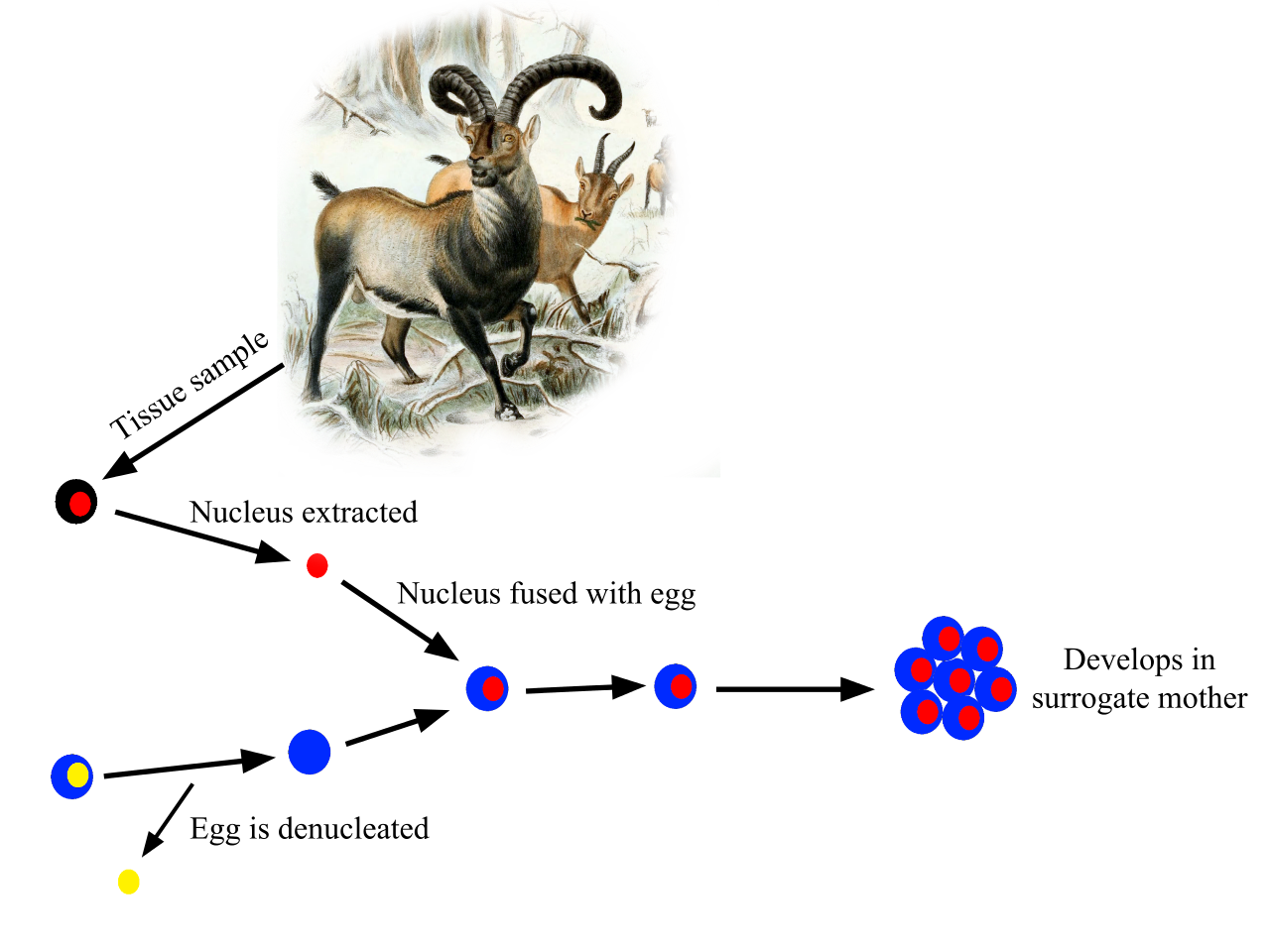 Ibex svg #19, Download drawings
