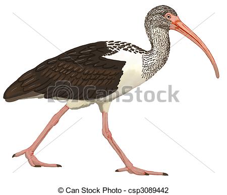 Ibis clipart #7, Download drawings