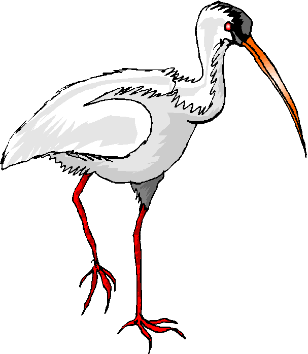 Ibis clipart #11, Download drawings