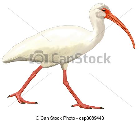 White Ibis clipart #14, Download drawings