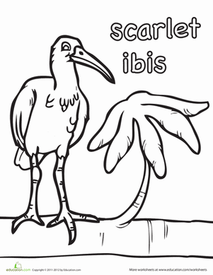 Ibis coloring #6, Download drawings