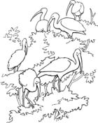 White Ibis coloring #4, Download drawings