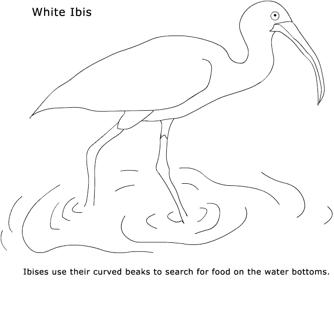 Ibis coloring #17, Download drawings