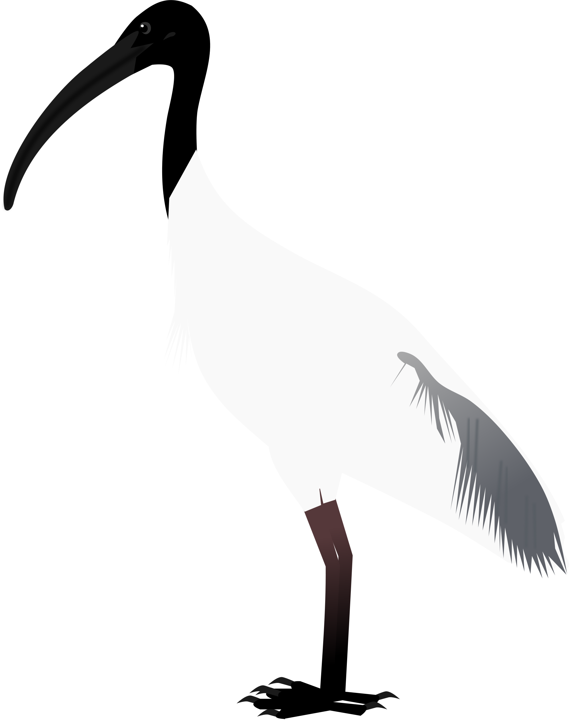 White Ibis svg #20, Download drawings