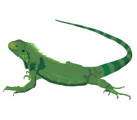 Iguana clipart #16, Download drawings