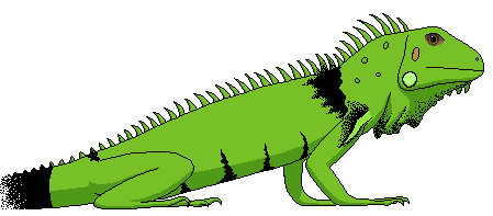 Iguana clipart #13, Download drawings