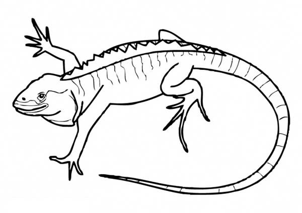 Iguana coloring #2, Download drawings