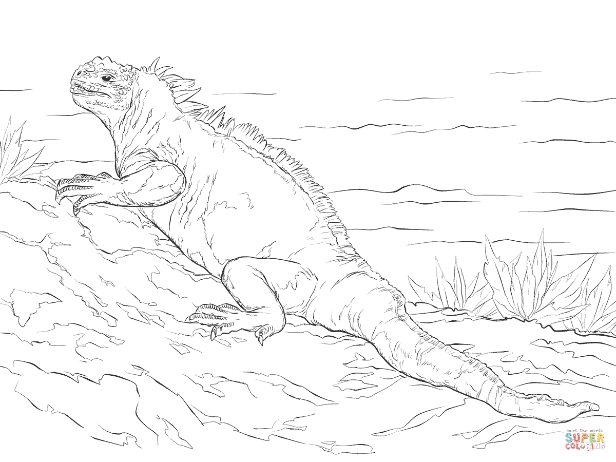 Marine Iguana coloring #3, Download drawings