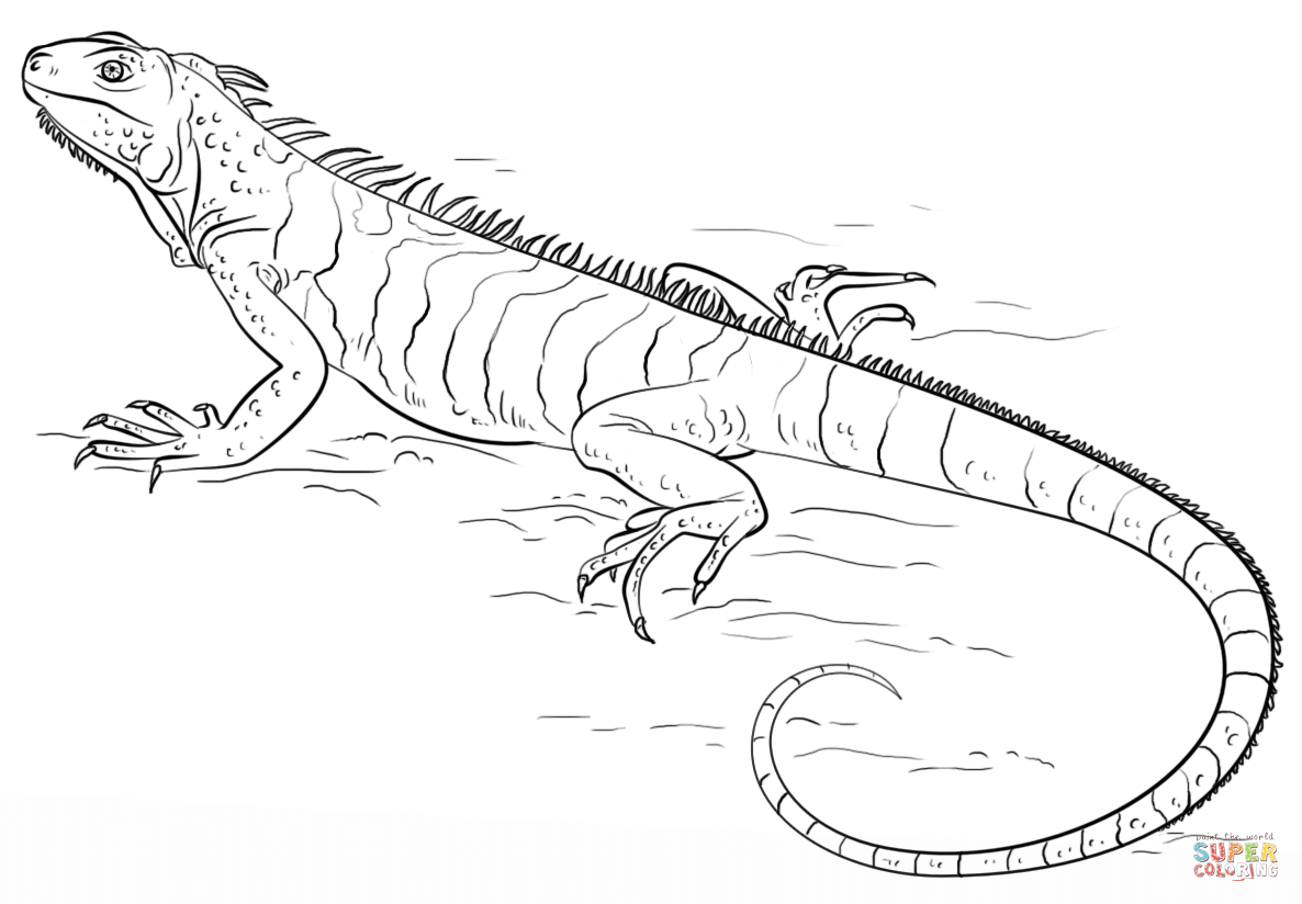 Marine Iguana coloring #10, Download drawings