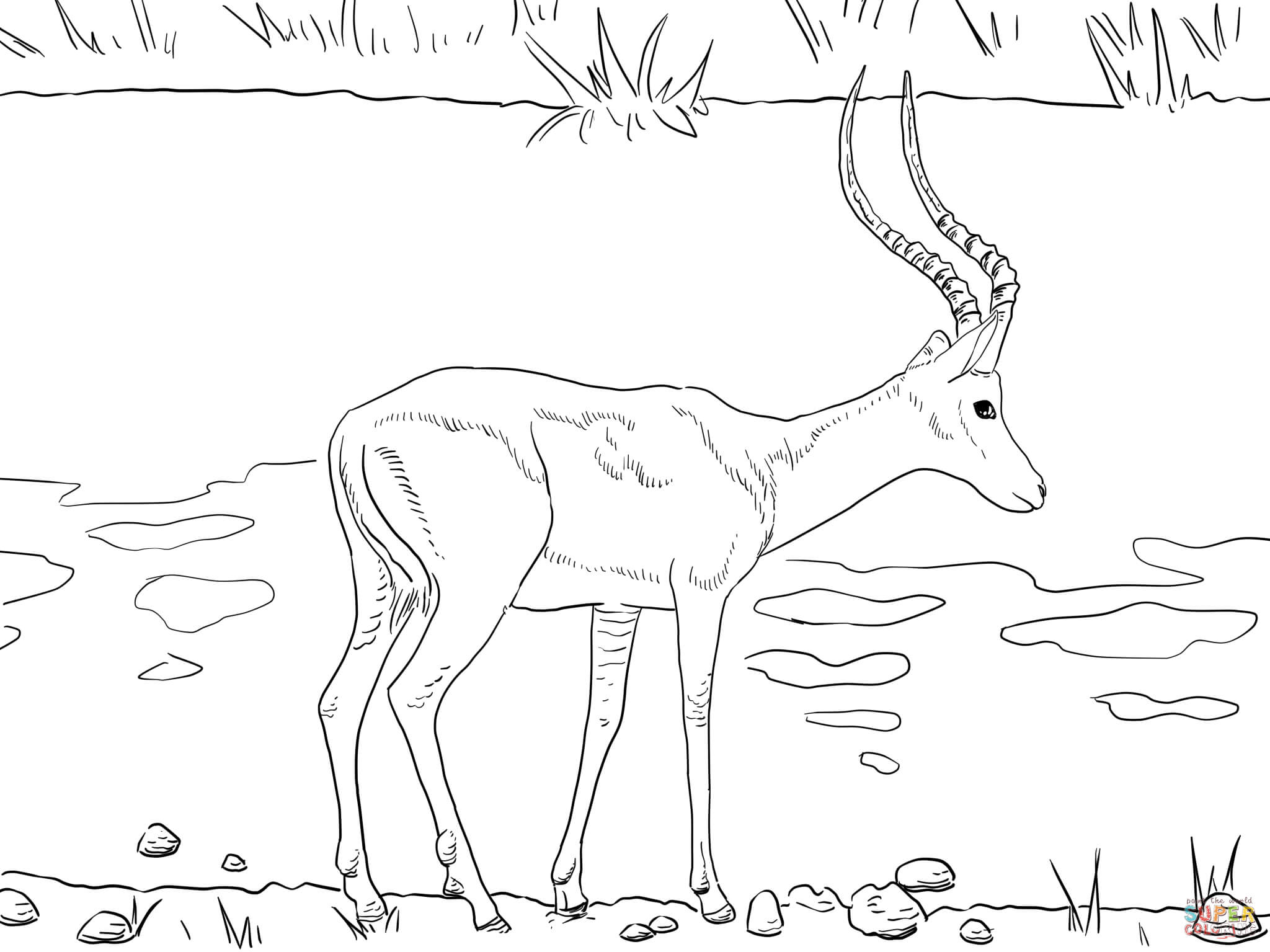 Impala coloring #4, Download drawings