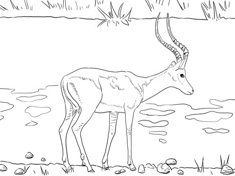 Impala coloring #17, Download drawings