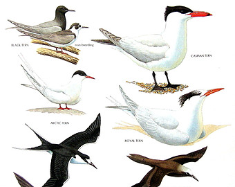 Inca Tern clipart #12, Download drawings