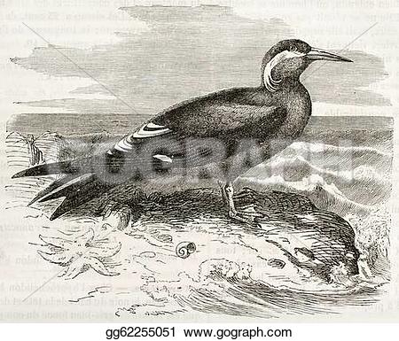 Inca Tern clipart #16, Download drawings