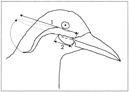 Inca Tern coloring #12, Download drawings
