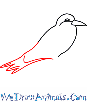 Inca Tern coloring #3, Download drawings