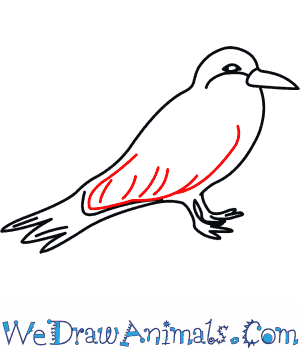 Inca Tern coloring #4, Download drawings