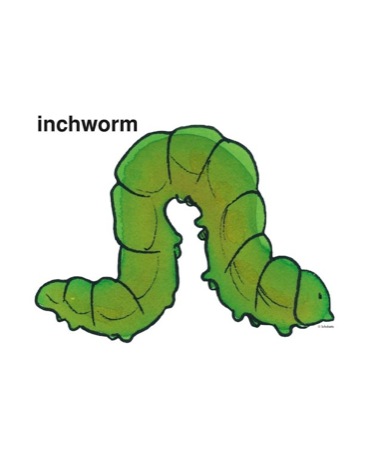 Inchworm clipart #18, Download drawings