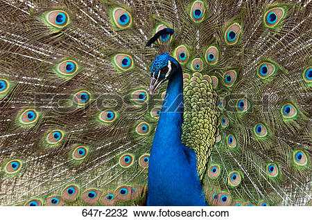Indian Peafowl clipart #15, Download drawings