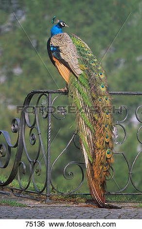 Indian Peafowl clipart #7, Download drawings