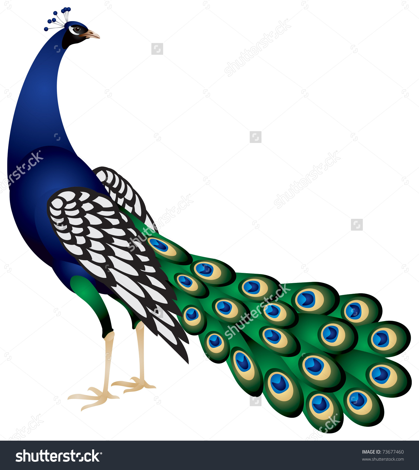 Peafowl clipart #6, Download drawings