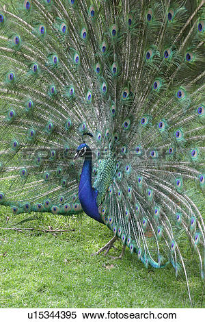 Indian Peafowl clipart #19, Download drawings