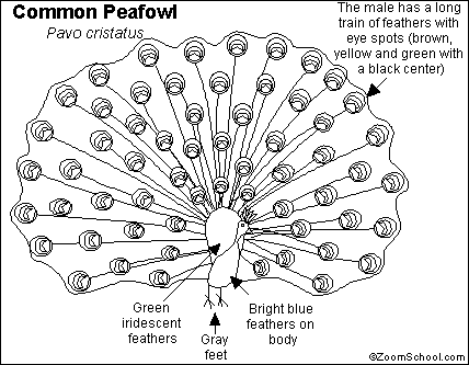 Peafowl coloring #7, Download drawings