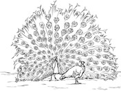 Indian Peafowl coloring #15, Download drawings