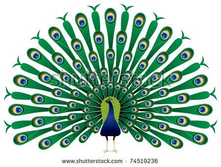 Indian Peafowl coloring #13, Download drawings
