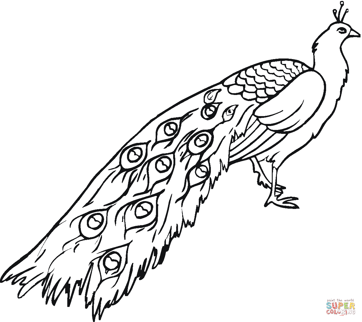 Indian Peafowl coloring #18, Download drawings