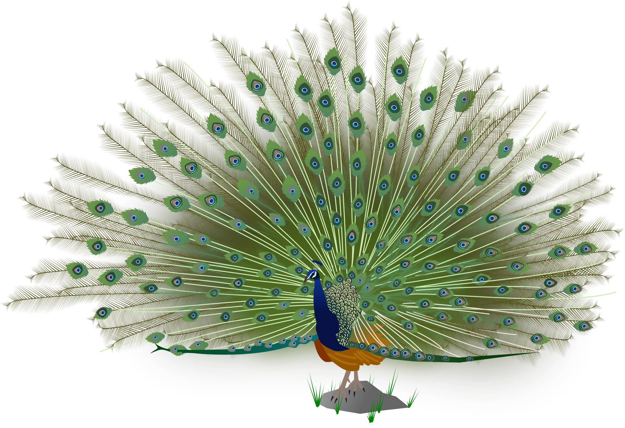 Indian Peafowl svg #6, Download drawings