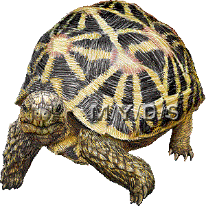 Indian Star Tortoise clipart #4, Download drawings