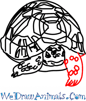 Indian Star Tortoise coloring #14, Download drawings