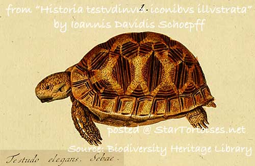 Indian Star Tortoise coloring #7, Download drawings