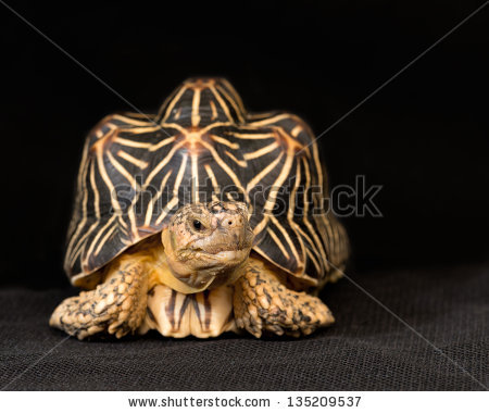 Indian Star Tortoise coloring #8, Download drawings