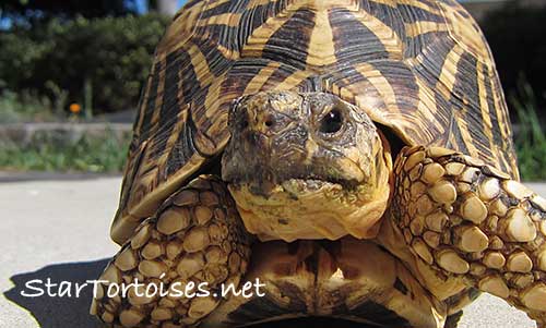 Indian Star Tortoise coloring #5, Download drawings