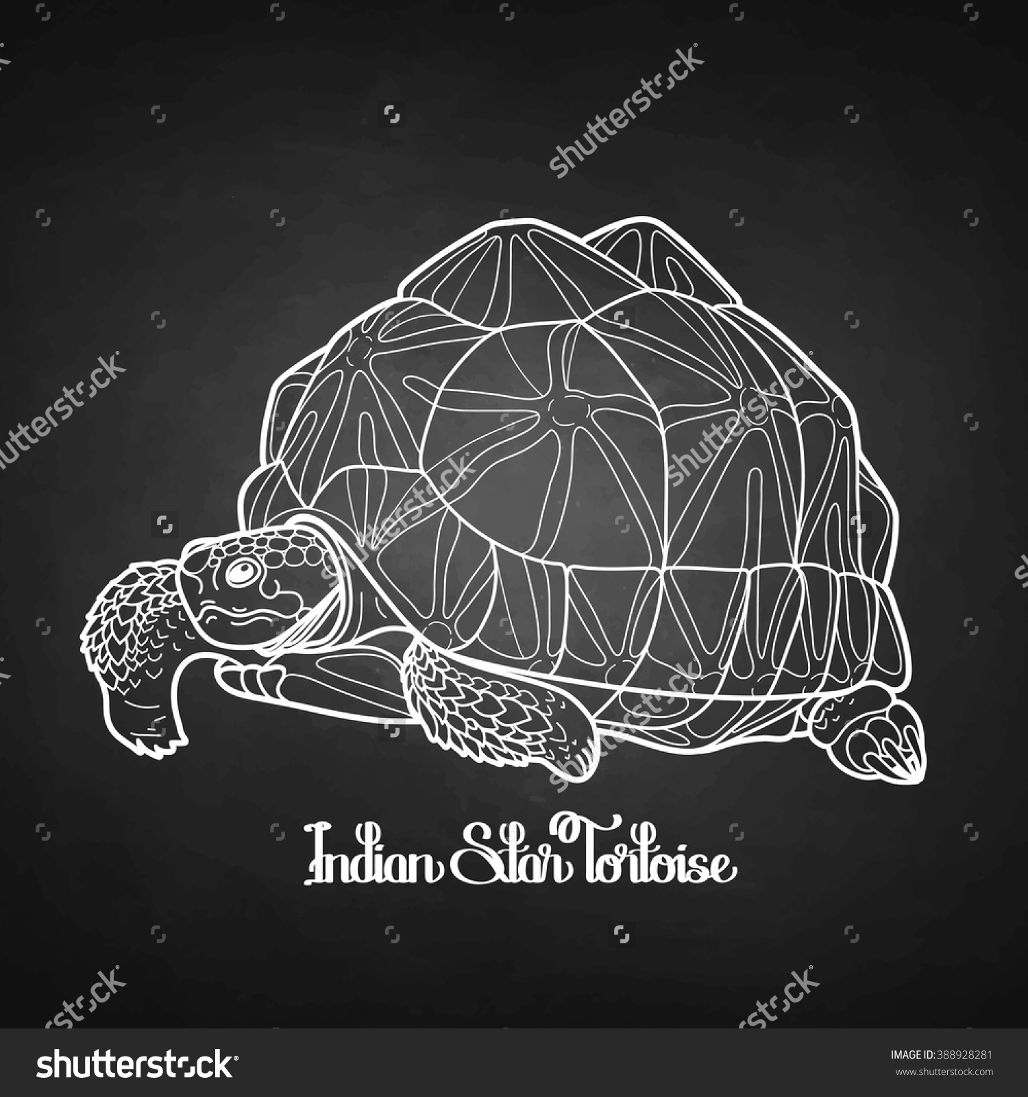 Indian Star Tortoise coloring #2, Download drawings