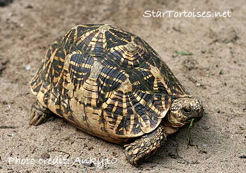 Indian Star Tortoise coloring #3, Download drawings